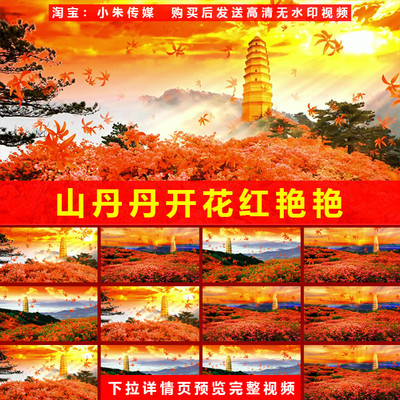 山丹丹开花红艳艳 舞蹈配乐伴奏晚会演出舞台LED大屏高清视频背景