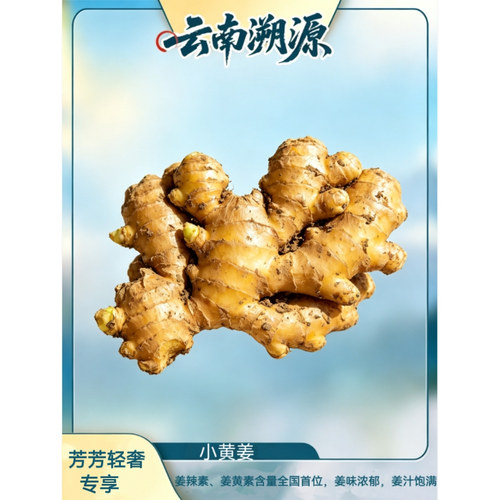 云南高山种植小黄姜姜味浓郁辛辣十足