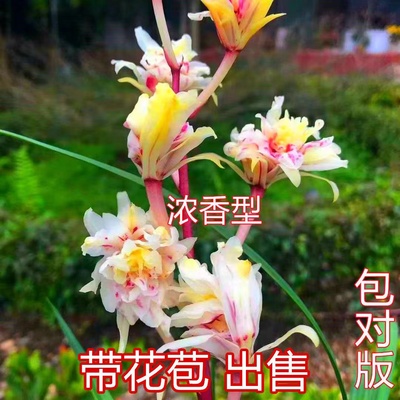 带花苞浓香型名贵兰花奇花【白凤】室内外名品花卉大全阳台绿植