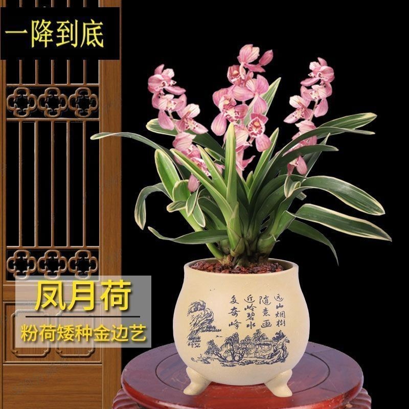 矮种金边兰花【凤月荷】浓香型建兰办公盆栽室内外花卉大全