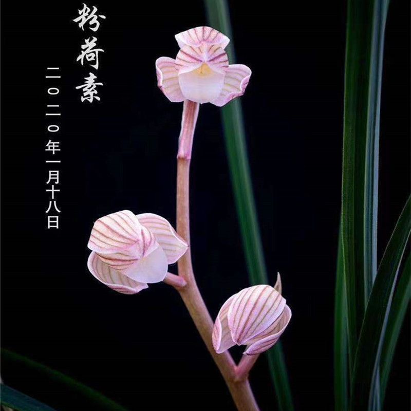 带花苞浓香型开花常青绿植【粉荷素】兰花大全室内盆栽花卉大全