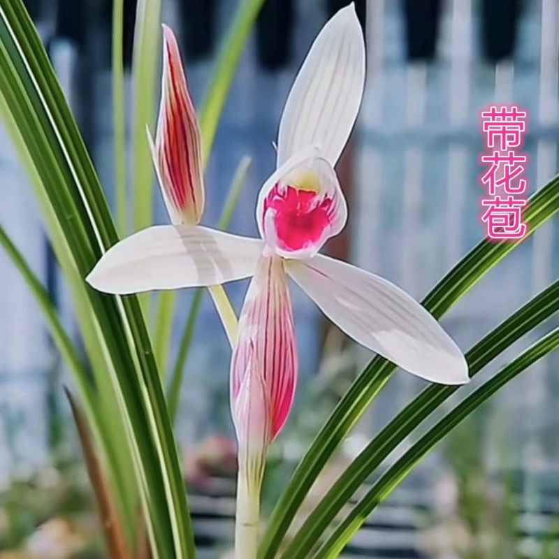 寒兰带花苞【好运来】浓香型绿植室内外花卉大全当年开花盆栽