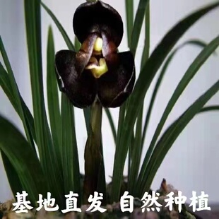 带花苞浓香型兰花苗春兰色花 室内室外盆栽阳台花卉大全 黑荷