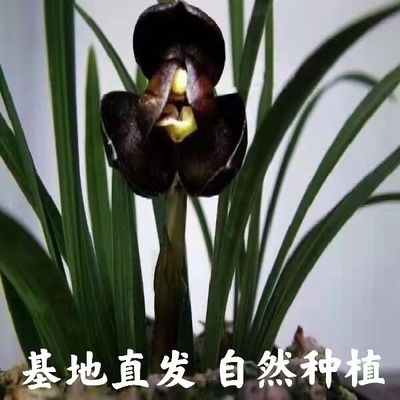 浓香型兰花苗春兰色花