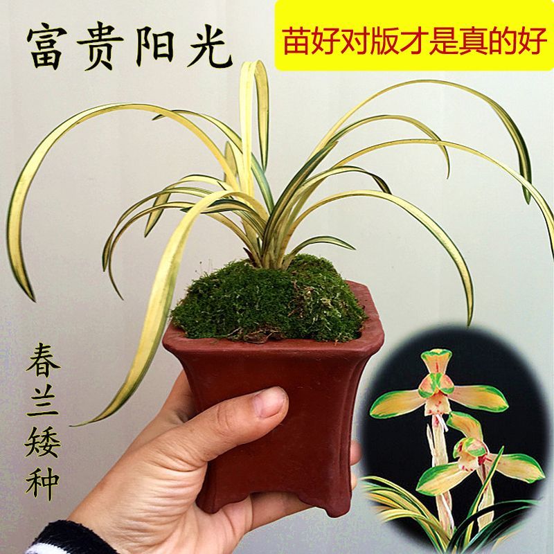 黄金中透金边线艺兰花春兰矮种苗富贵阳光室内绿植物花卉盆栽盆景