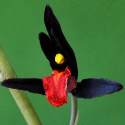 墨兰墨红素室内绿植好养