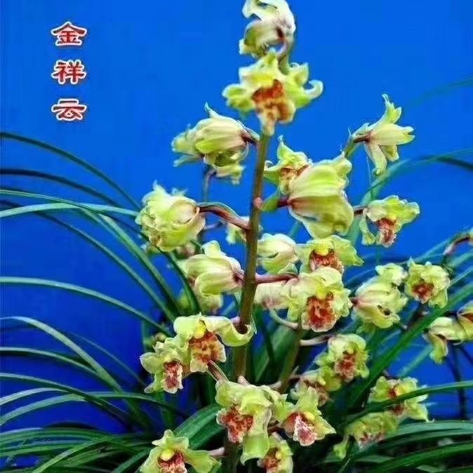蕙兰金祥云浓香型室内盆栽