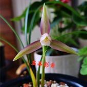 带花苞名贵兰花浓香兰花苗 名品彩素 春兰当年开花绿植盆栽花卉