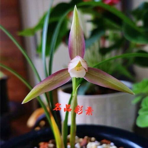 花苞名贵兰花浓香花苗名品春兰带