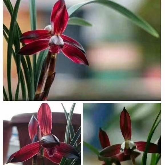 开花浓香兰花苗色花春兰【娄山红】室内外盆栽阳台花卉大全绿植