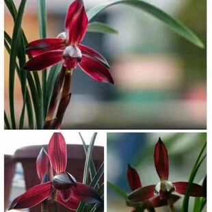 开花浓香兰花苗色花春兰【娄山红】室内外盆栽阳台花卉大全绿植