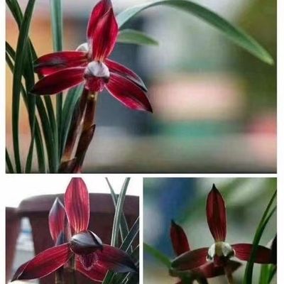 开花浓香兰花苗色花春兰【娄山红】室内外盆栽阳台花卉大全绿植