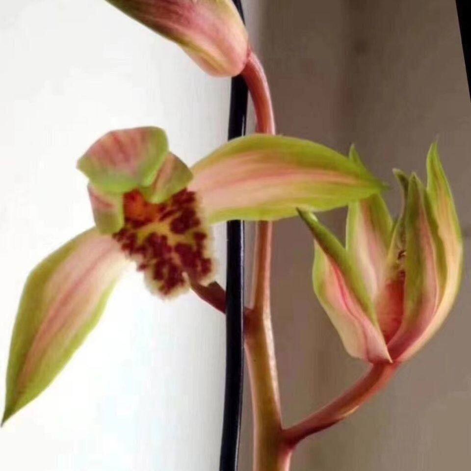 【天鹤】精选原生线艺蕙兰名品大帽艺草黄金中透兰花名贵花艺双全