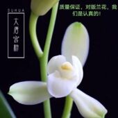 大唐宫粉 11月带花苞铭品浓香荷瓣 兰花苗室内外绿植花卉大全