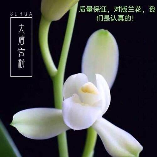 6-11花苞浓香大唐花苗内外花卉月