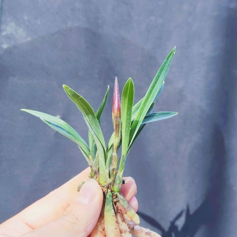 8-10公分矮种兰花春兰矮种迷你袖珍苗花卉阳台绿植盆栽好养活