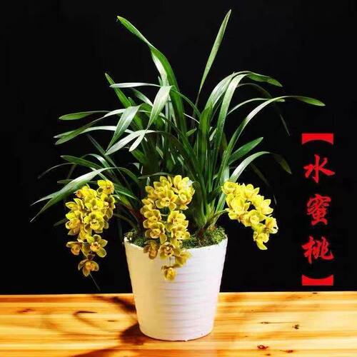 浓香型水蜜桃建兰花苗蕙兰内外大
