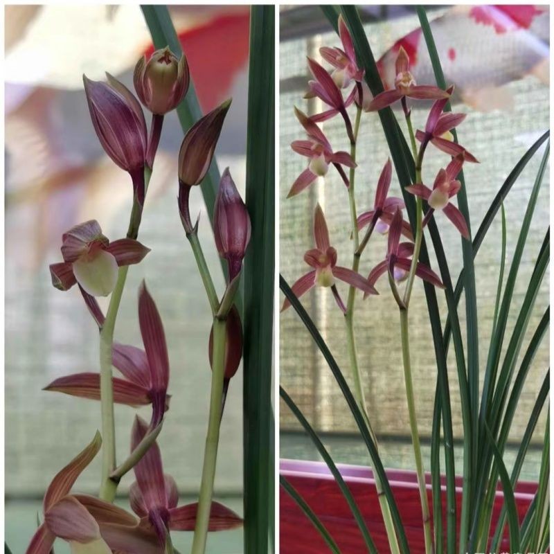 兰花苗送春【西华秋水】秋芝室内外开花浓香绿植花卉大全