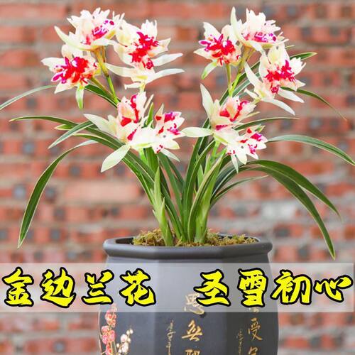 浓香矮种金边建兰苗好养盆栽