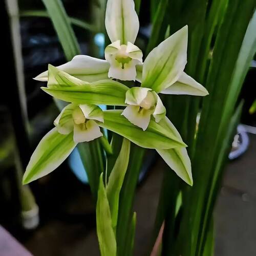 兰花花苞新店开张名贵花苗花卉带