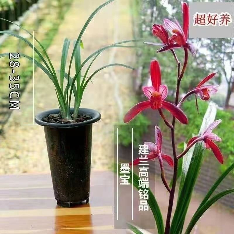 墨宝带花苞建兰墨宝名贵网红