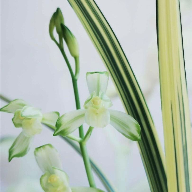 【福州素荷出艺】兰花建兰铭品花艺双全室内外好养绿植花卉大全