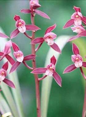 即将上花名品新品网红色花【红粉彩蝶】兰花苗草本花卉大全兰草