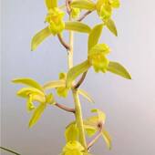 赤灵彩素 带花苞蕙兰新品 黄素 兰花苗办公阳台庭院绿植盆栽花卉