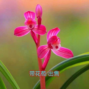 兰花带花苞春兰荷瓣【富贵红】浓香型老种国兰好养活盆栽花卉大全