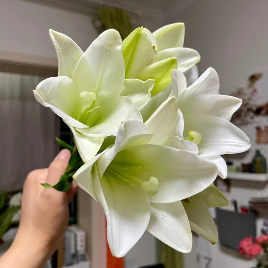 不晚铁炮百合白色清新水养百合花白天堂鲜切花家养鲜花江浙沪2扎
