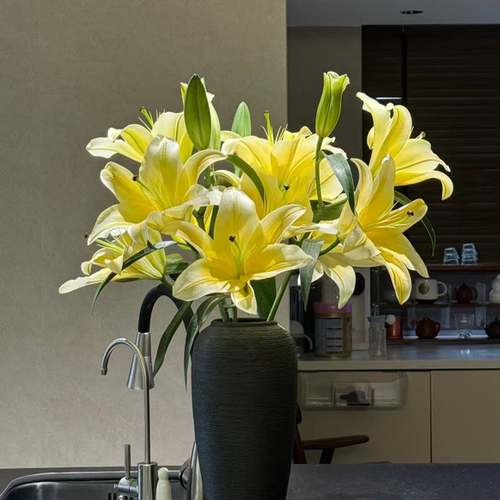 黄天霸香水百合-云南直发鲜花家居水养鲜切花