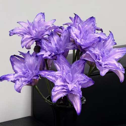 紫霞仙子吸色重瓣-云南直发鲜花家居水养鲜切花
