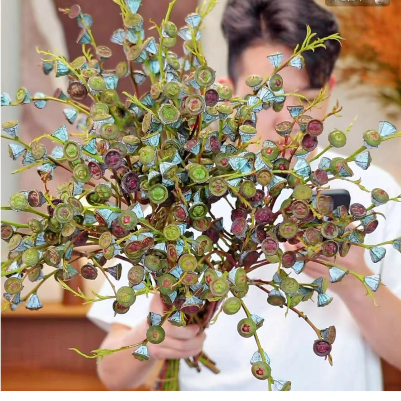 宝石尤加利老果桉树果可干插干放做干花家用客厅插花云南直发,鲜花速递/花卉仿真/绿植园艺,花材,淘宝优惠券,粉丝福利购,淘宝优惠卷