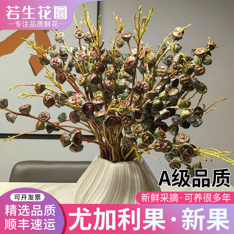A级尤加利果老果钻石桉树果鲜花做干花期超长家用插花材云南直发