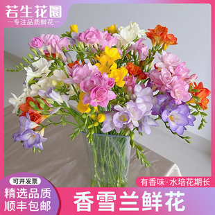 【若生花】新鲜香雪兰小苍兰鲜花真花束家用水培水培插花云南直发