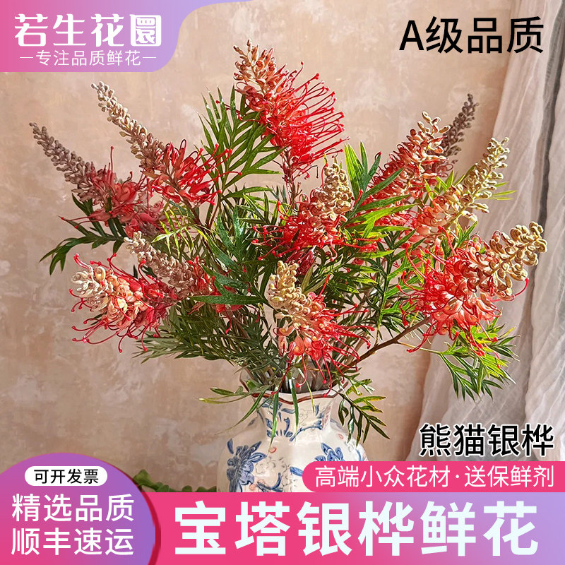 A级红花宝塔银桦鲜花熊猫银桦双色银桦澳洲进口花材家居水培插花