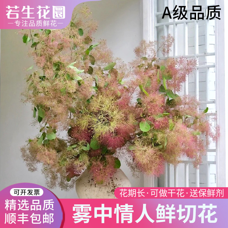 A级新鲜雾中情人鲜花真花婚庆活动装饰家用水培插花花期长云南发