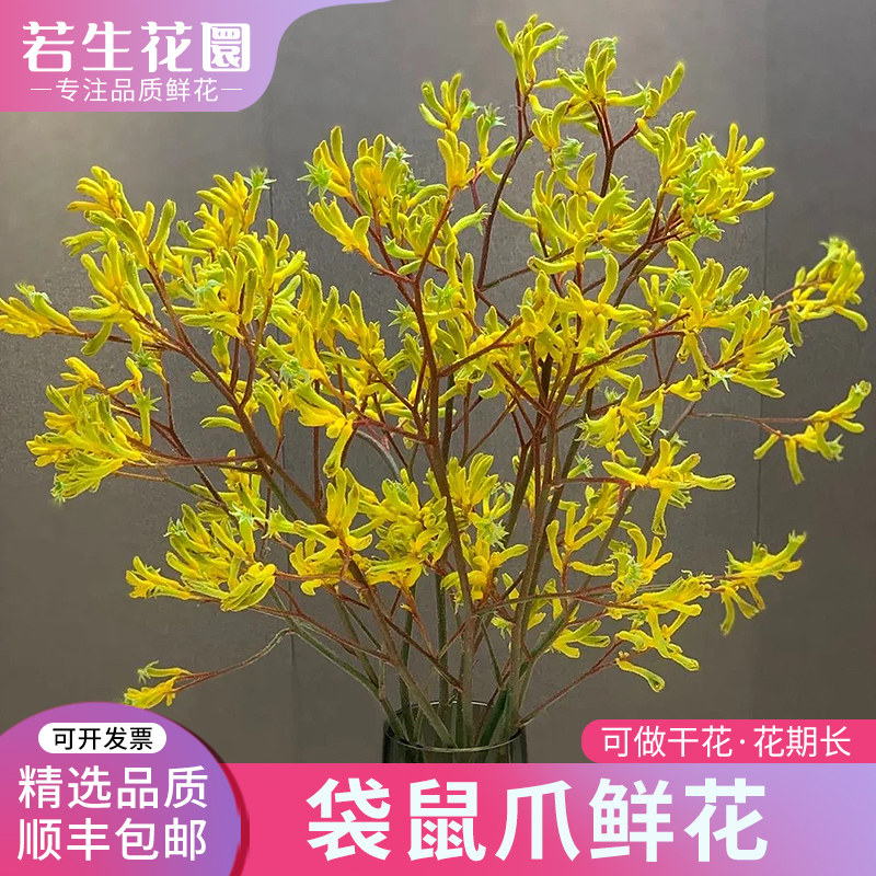 A级澳洲袋鼠爪鲜花红色黄色可水养可做干花云南鲜花基地直发
