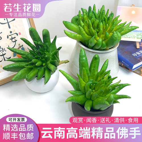 新鲜佛手柑食用观赏闻香
