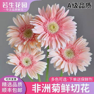 新鲜非洲菊弗郎花鲜花
