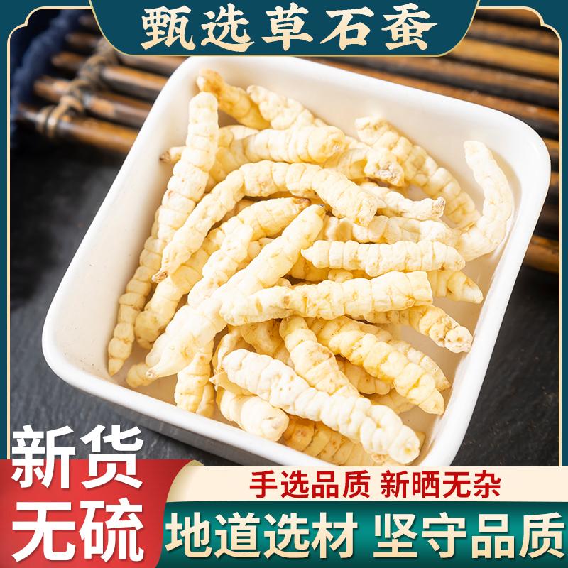 虫草参正品草石蚕中药材干土冬虫草地蚕土冬虫草白虫草根地参