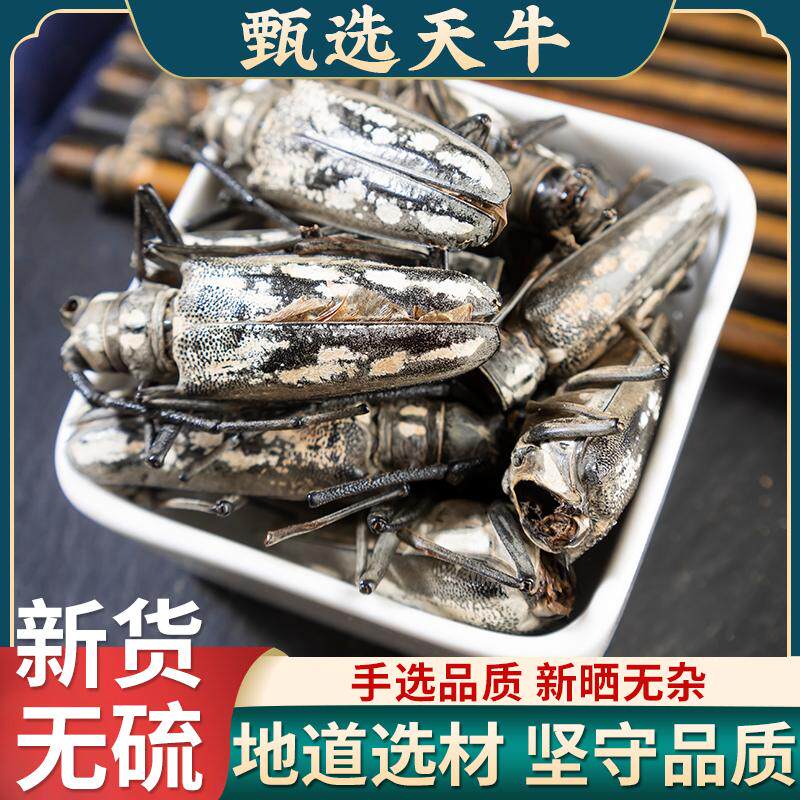 天牛中药野生天牛食用八角儿牛角虫