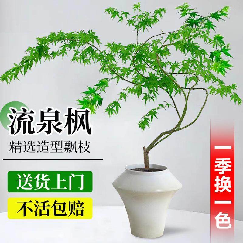 黄金流泉枫树苗盆栽造型室内大型绿植阳台客厅好养活四季常青植物图片