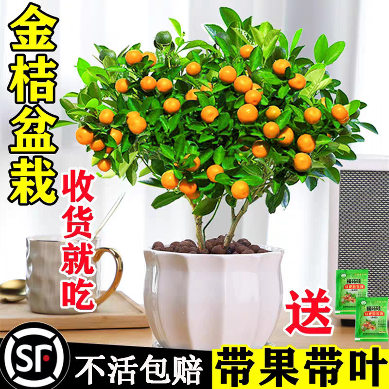 四季金桔树苗盆栽带果可食用客厅招财植物室内外小橘子盆景年宵花图片