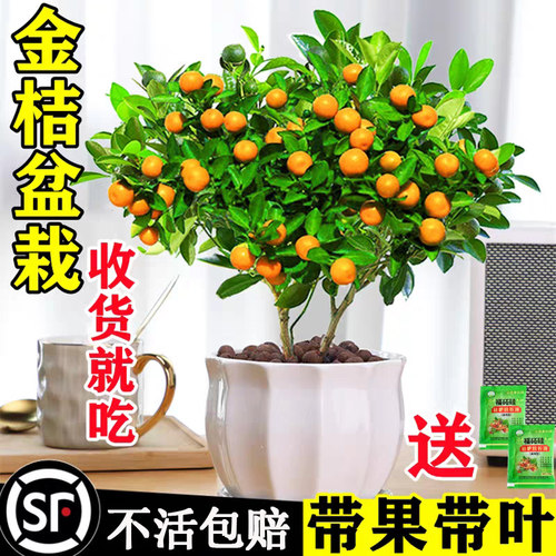 四季金桔树苗盆栽带果可食用客厅招财植物室内外小橘子盆景年宵花