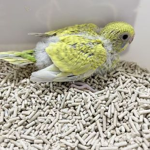 虎皮鹦鹉雏鸟虎皮半毛手养牡丹爱情鸟黄桃半毛会学说话好上手亲人