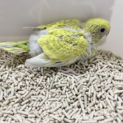 虎皮鹦鹉雏鸟虎皮半毛手养牡丹爱情鸟黄桃半毛会学说话好上手亲人