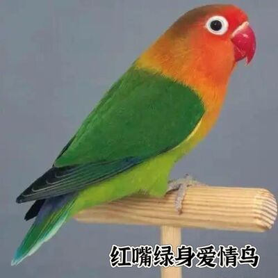 牡丹爱情鸟鹦鹉幼鸟黄金丝绿金丝头类牡丹好上手会学说话
