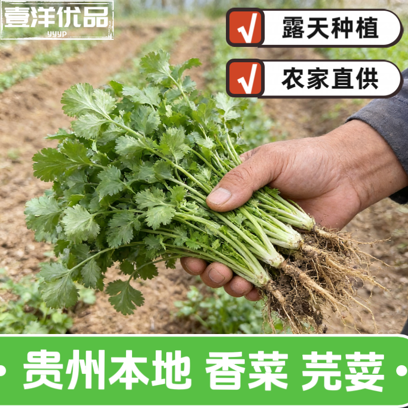 贵州香菜新鲜现挖现发农家自种香菜新鲜蔬菜芫荽当季时令香菜包邮