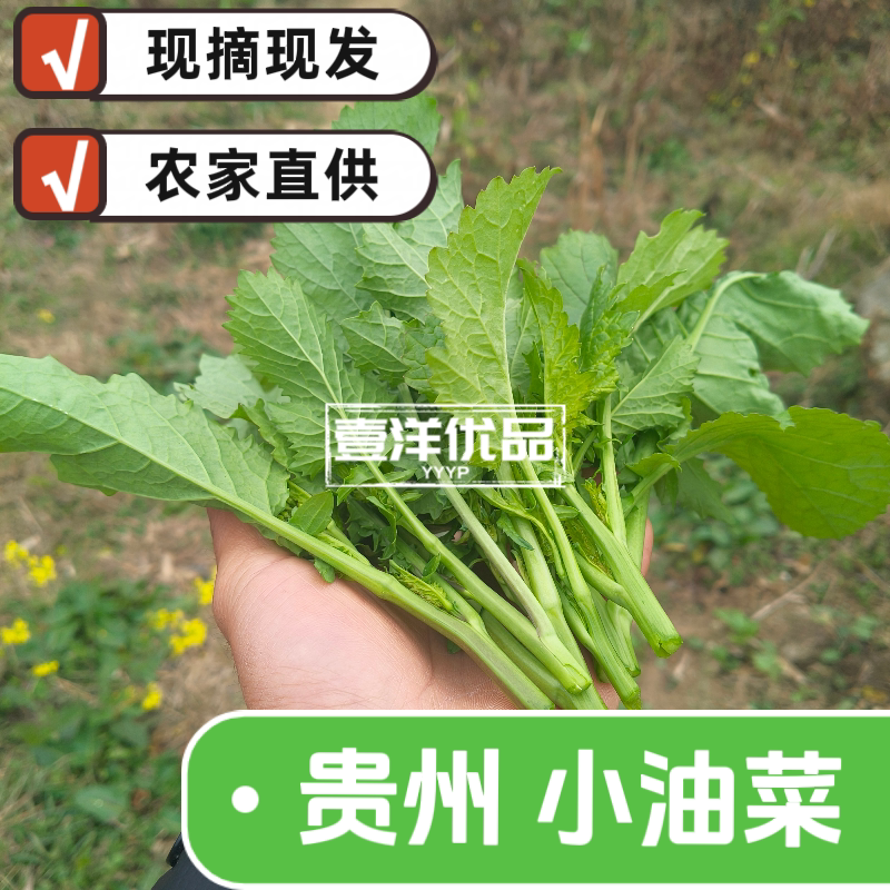 贵州纯天然野生小油菜油菜苔当季叶菜类